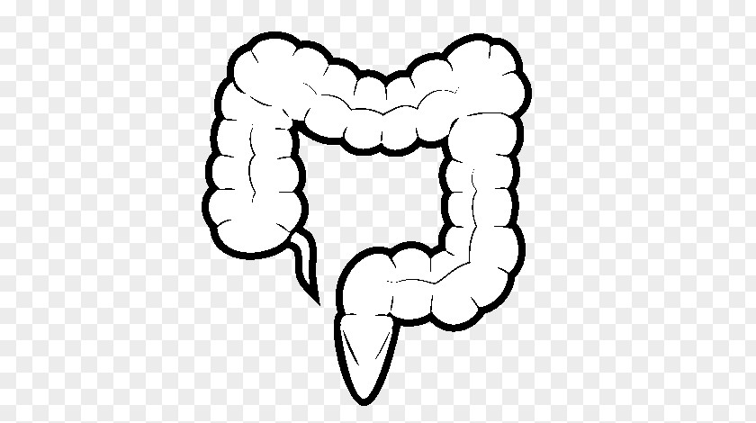 Small Intestine Large Drawing Coloring Book PNG