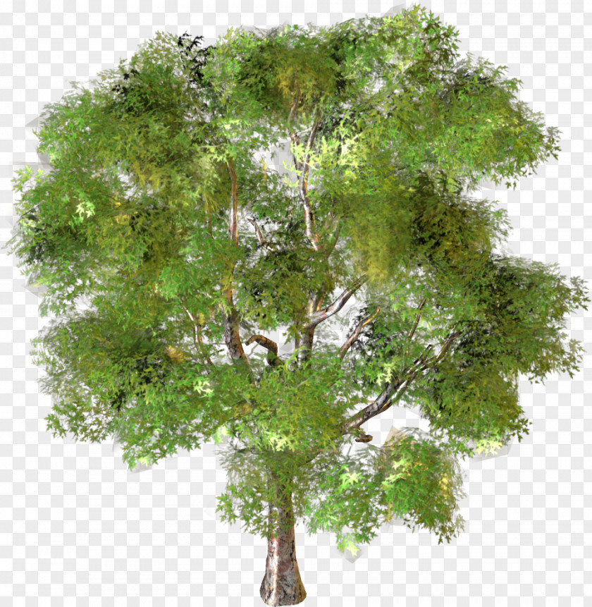 Tree Landscape PNG