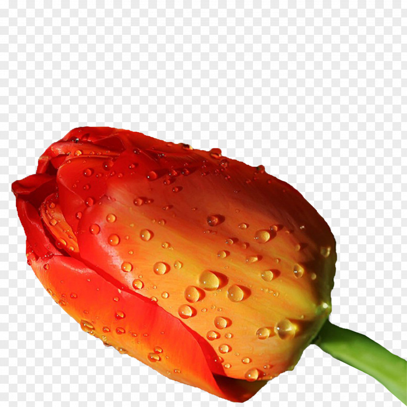 Tulip Flower High-definition Television Rose Display Resolution Wallpaper PNG