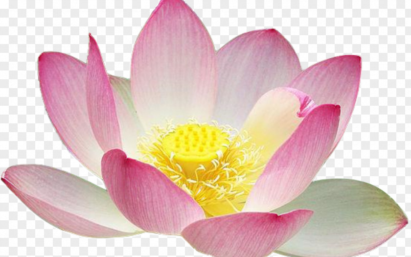 Water Lilies Sacred Lotus Seed Yellow Clip Art PNG