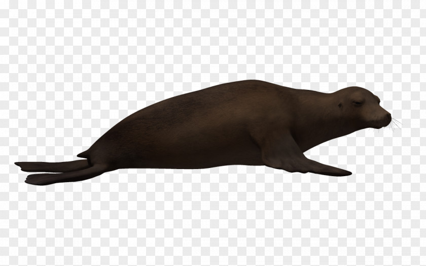 3D Bio Sea Lion Snout Animal PNG