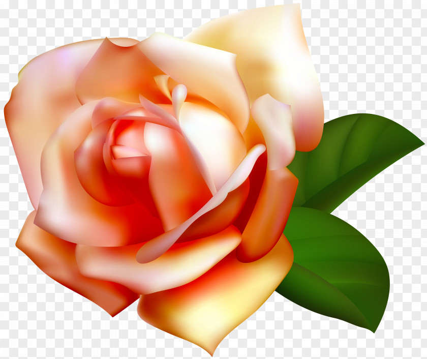 Beautiful Rose Clipart Image File Formats Lossless Compression PNG