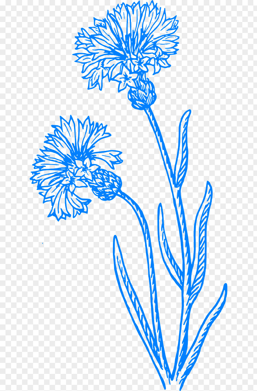 Cornflower Drawing Clip Art PNG