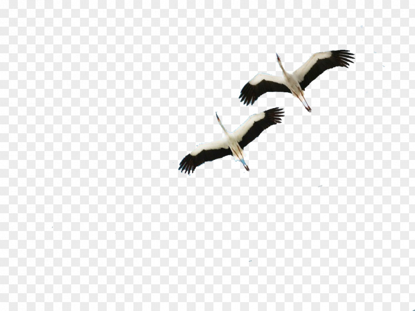 Crane Bird Icon PNG