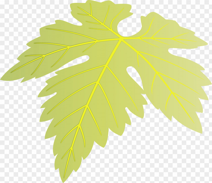 Maple Leaf PNG