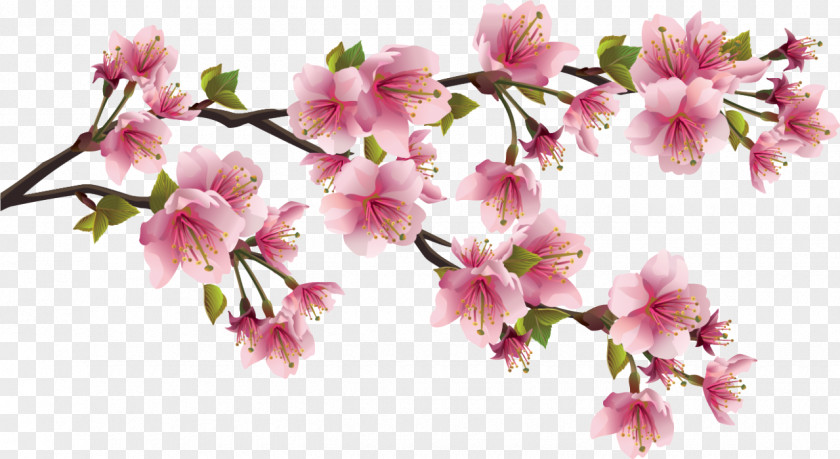 Peach Branch Paper Cherry Blossom Clip Art PNG