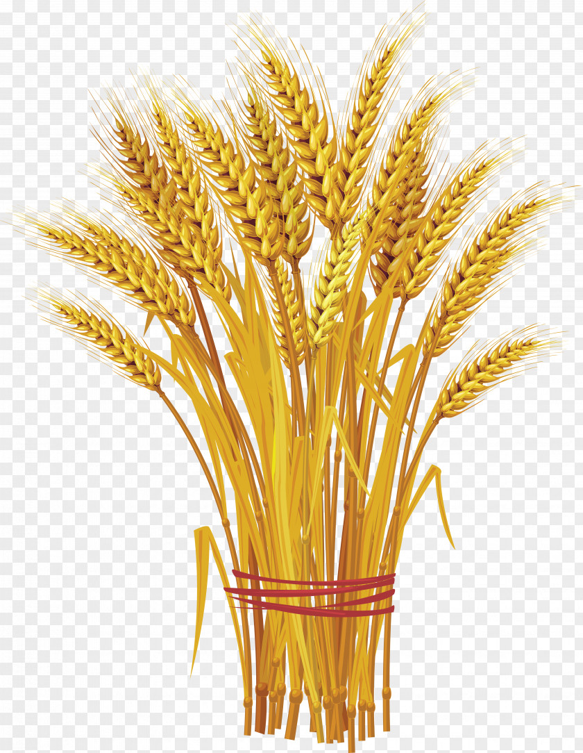 Wheat PNG Like A Bundle Of Reeds: Why Unity And Mutual Guarantee Are Today's Call The Hour Clip Art PNG