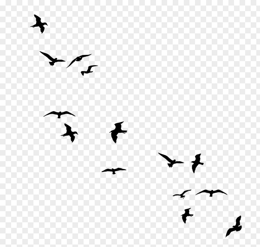 Flock Birds Drawing Silhouette PNG