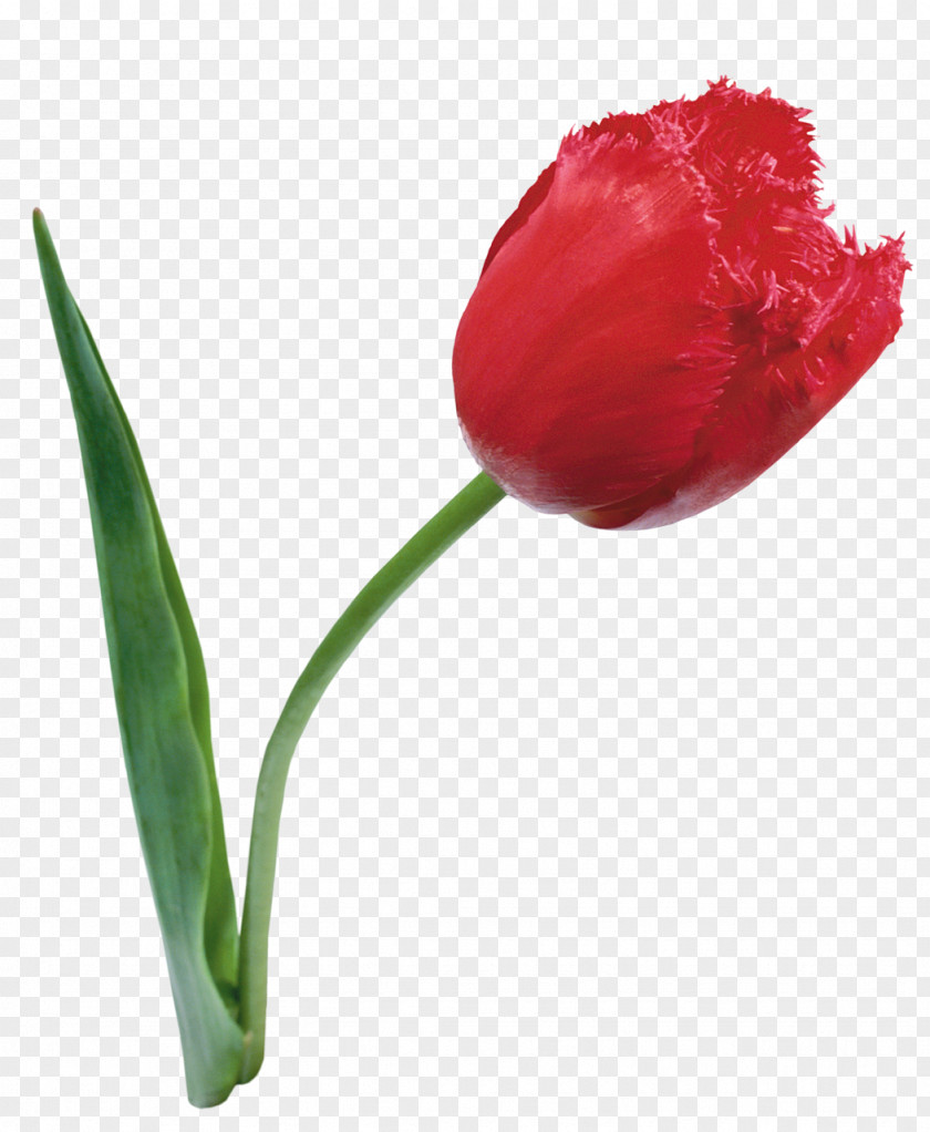 Flower Red Lady Tulip Petal PNG