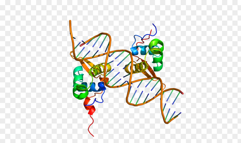 FOXM1 FOXP2 FOX Proteins Protein Structure PNG