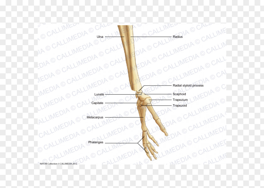 Hand Finger Bone Human Skeleton Forearm PNG