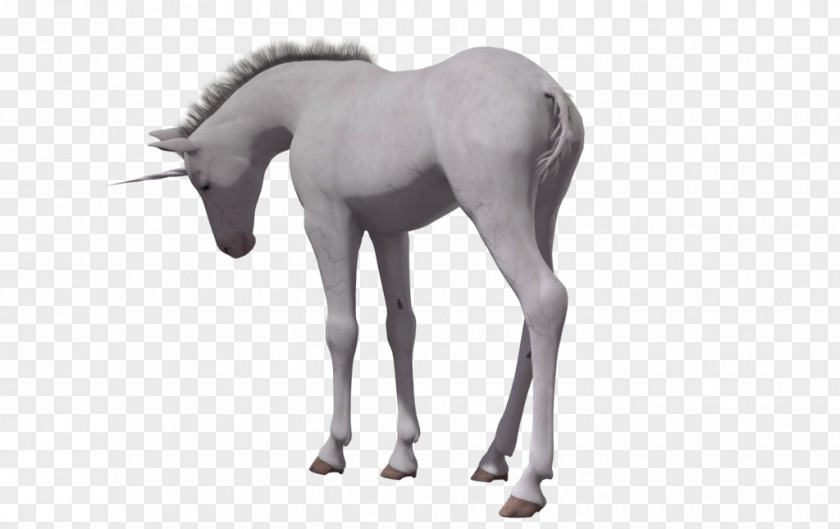 Horse Foal Unicorn PNG