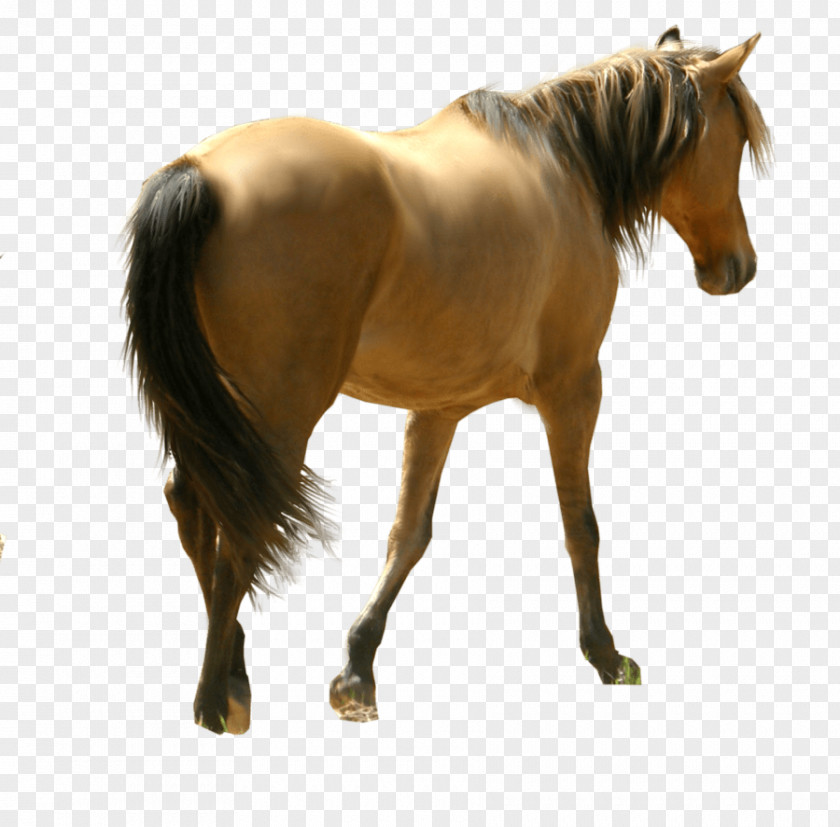 Horse Siluet Image Download Picture Transparent Background Mustang Clip Art PNG