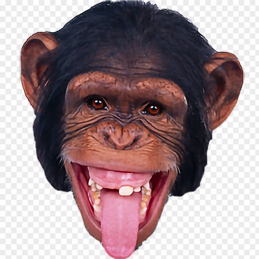 Monkey Orangutan PNG