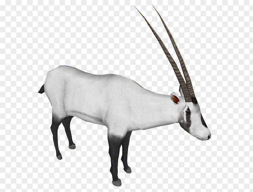 Reindeer Gemsbok Cattle Gazelle Horn PNG