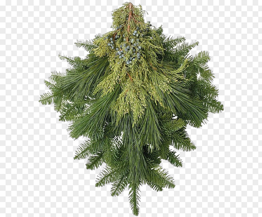 River Juniper American Larch Columbian Spruce White Pine Yellow Fir Tree Plant PNG