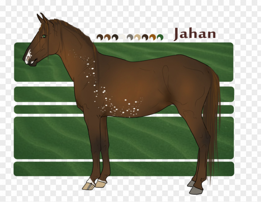Shah Jahan Halter Mane Stallion Mustang Mare PNG
