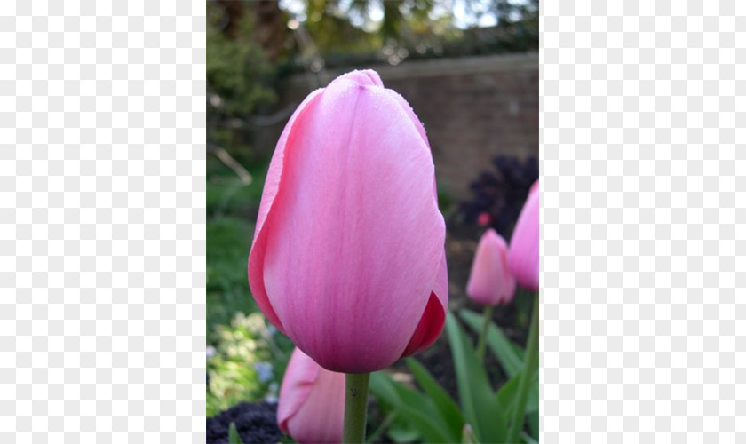Tulip Pink M Petal PNG