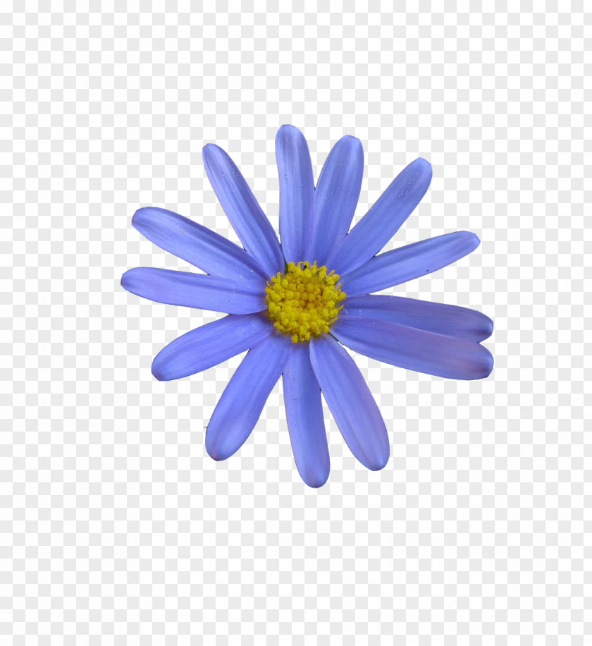 Blue Flower Color Craft Pattern PNG