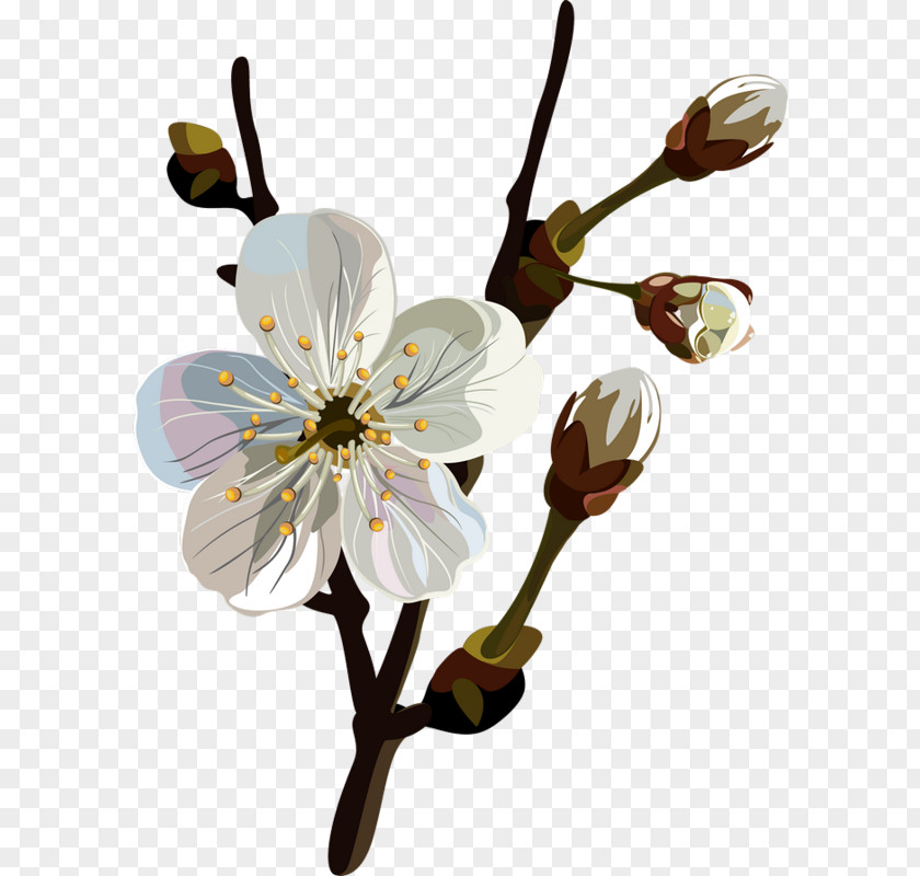 Flower Blossom Floral Design Clip Art PNG