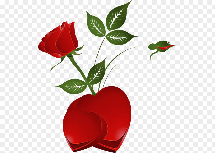 Leaf Plant Rose PNG