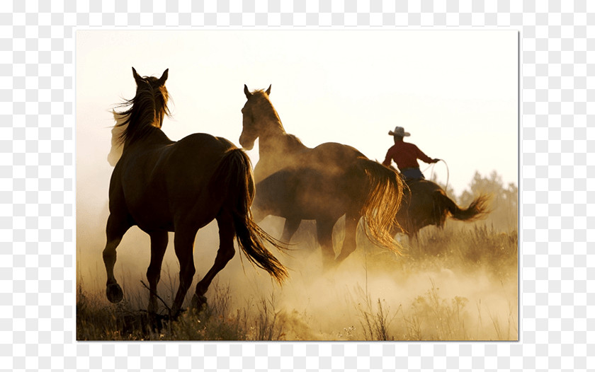 Mustang Powder Burn Stallion Desktop Wallpaper Cowboy PNG
