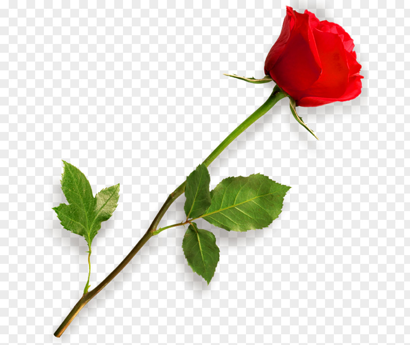 Rose Clip Art PNG