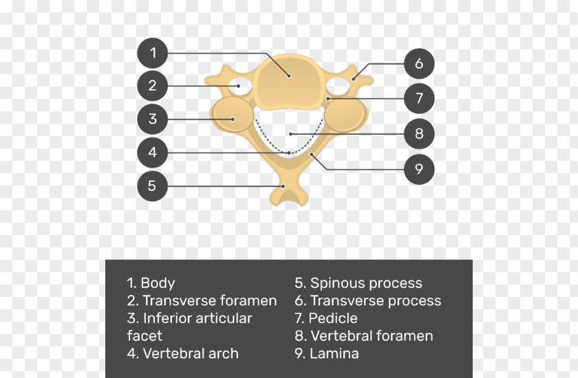 Arm Vertebral Column Cervical Vertebrae Foramen Axis PNG