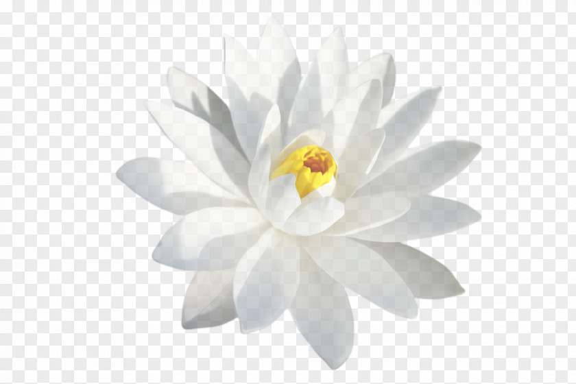 Lotus Family Sacred White Flowering Plant Petal Flower Aquatic PNG