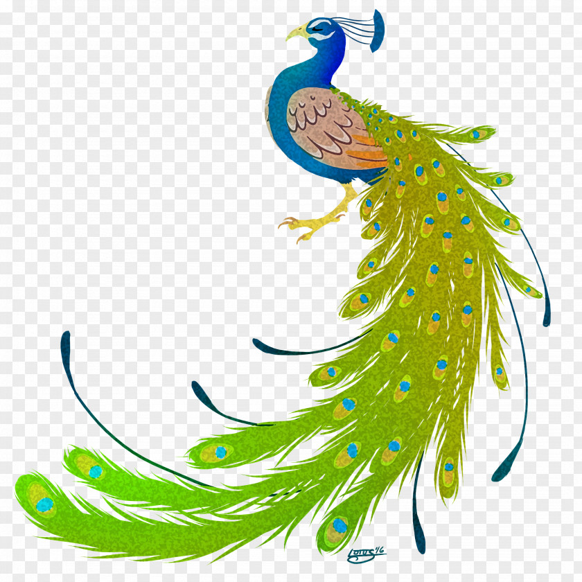 Peacock Bird Peafowl Feather Clip Art PNG