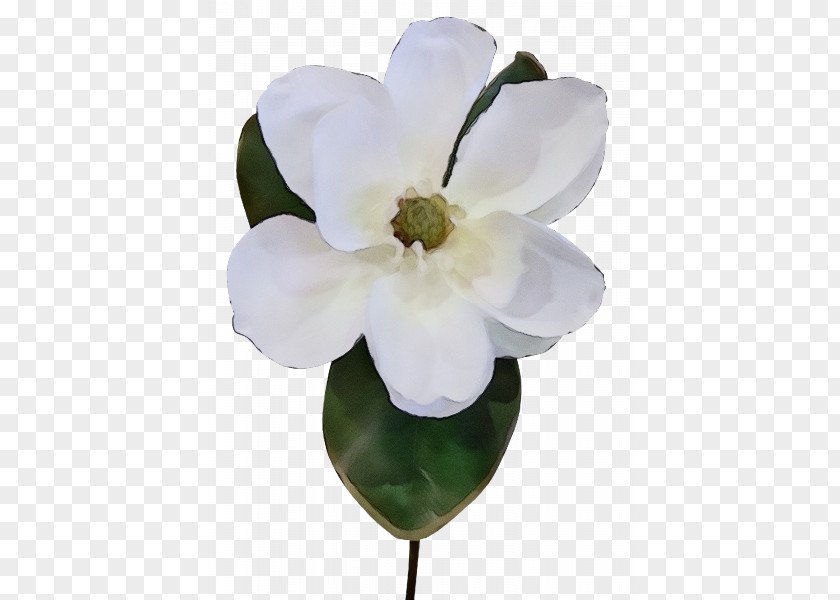 Artificial Flower Impatiens PNG