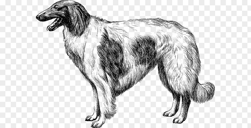 Borzoi Silken Windhound American Staghound Scottish Deerhound Dog Breed PNG