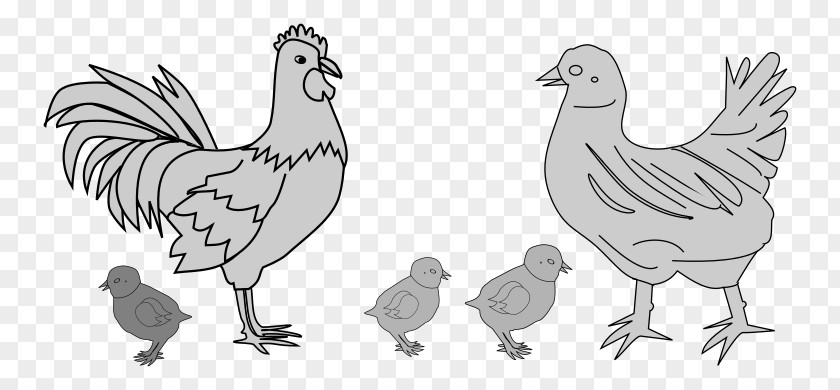 Chicken Rooster Drawing Line Art Clip PNG