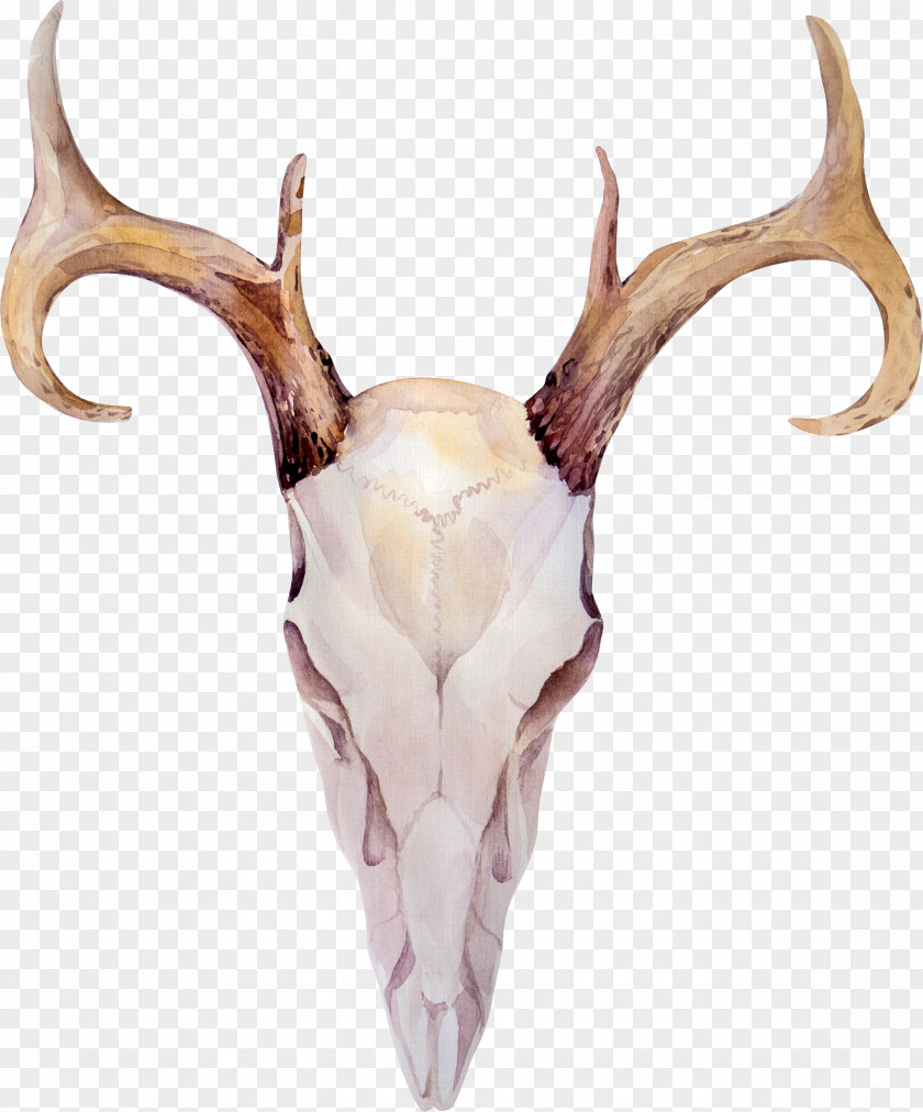 Deer Elk Antler Horn PNG