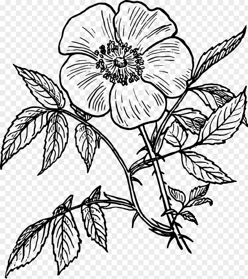 Flower Sweet-Brier Drawing Clip Art PNG