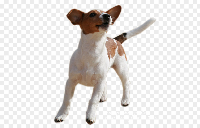 Jack Russell Terrier Parson Miniature Fox Smooth Rat PNG