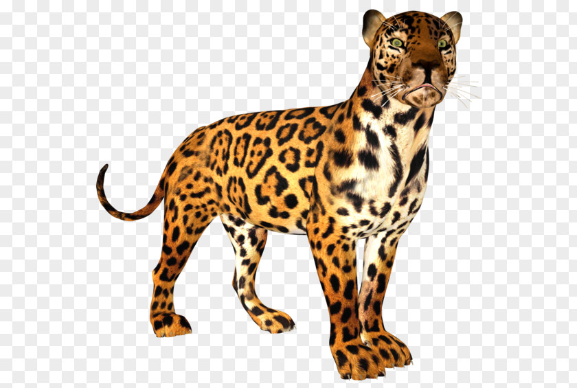Leopard Cheetah Jaguar Ocelot Tiger PNG