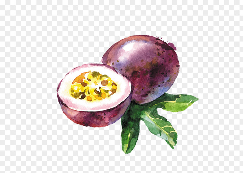 Passion Fruit Vector Graphics Watercolor Painting Stock Photography Drawing Illustration PNG