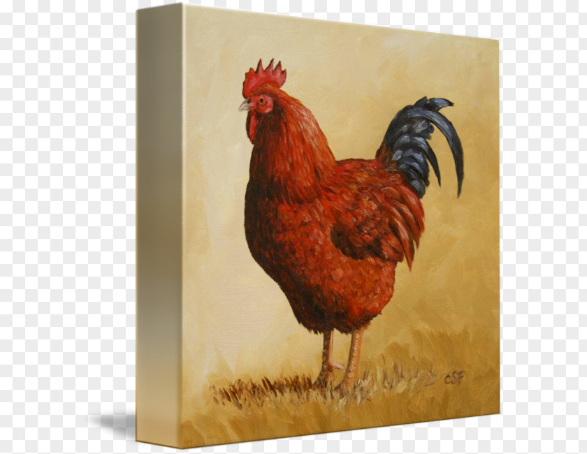 Rhode Island Red Rooster Paper Zazzle PNG