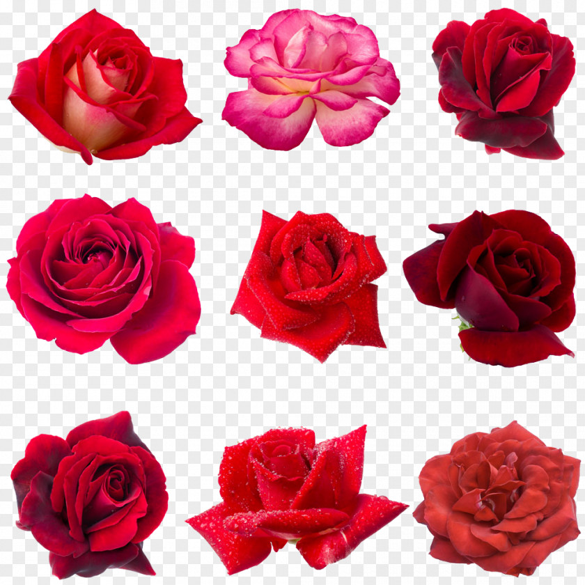 Rose Collage Photography Royalty-free Drop Dew PNG