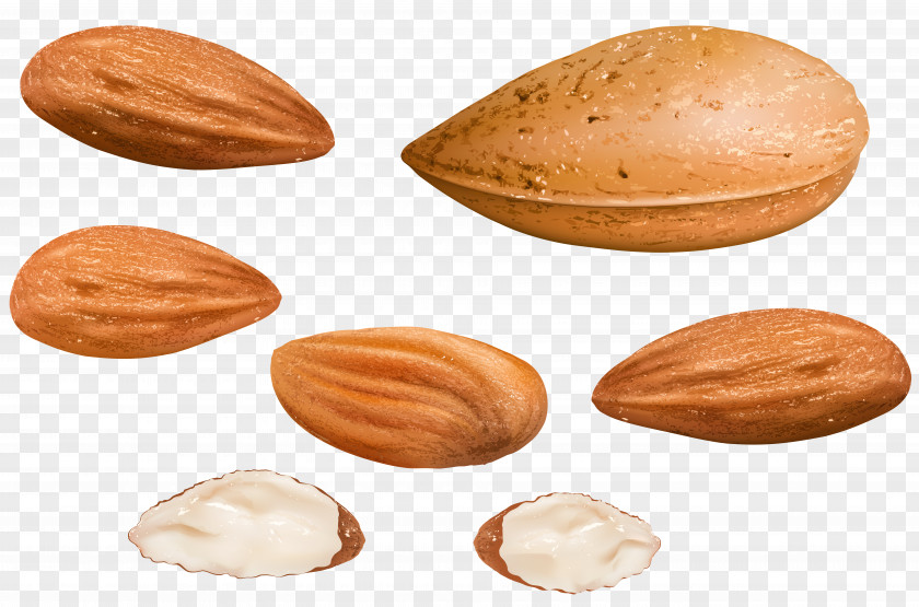 Almond Milk Nut Clip Art PNG