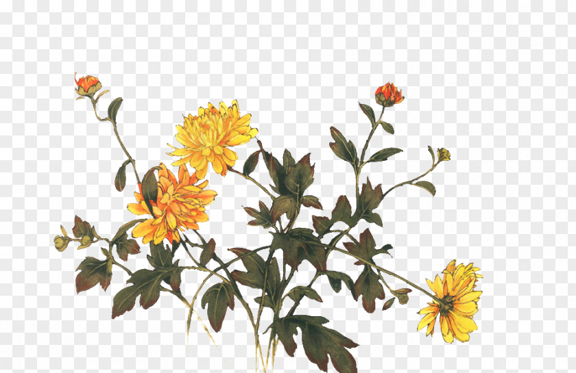 Chrysanthemum Indicum Tea Floral Design Flower PNG
