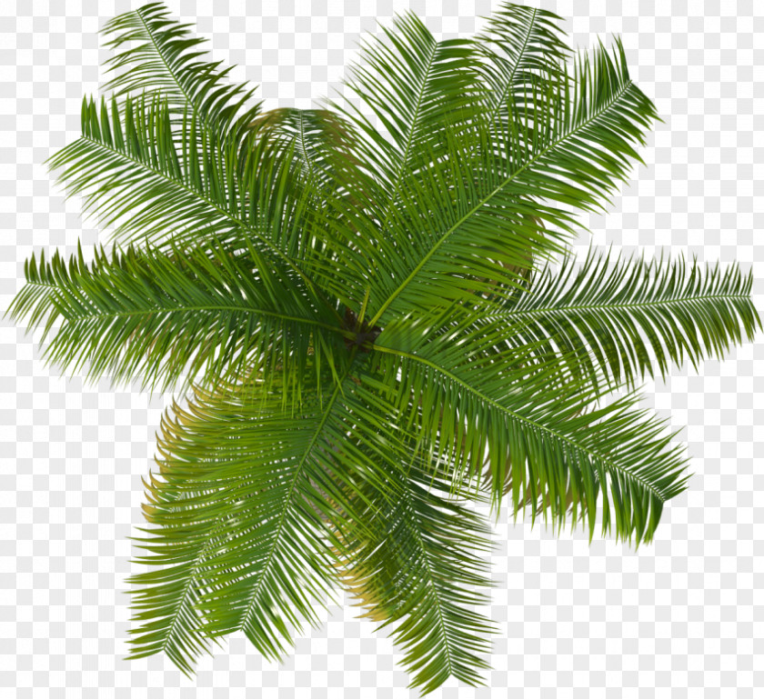 Colorado Spruce Cycad Palm Tree Drawing PNG