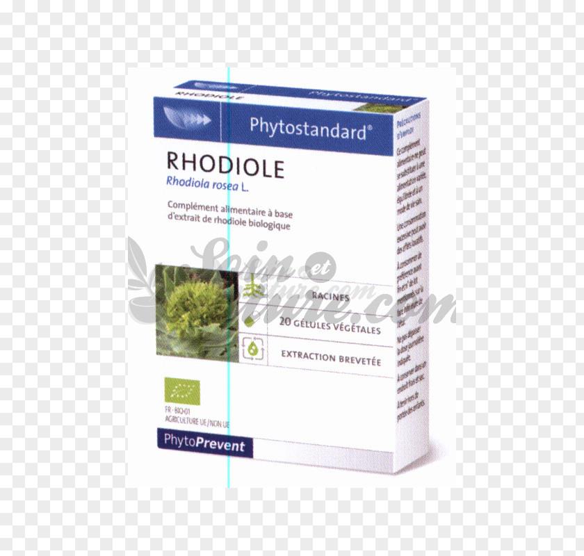 Dietary Supplement Capsule Pharmacy Vitamin Rhodiola Rosea PNG