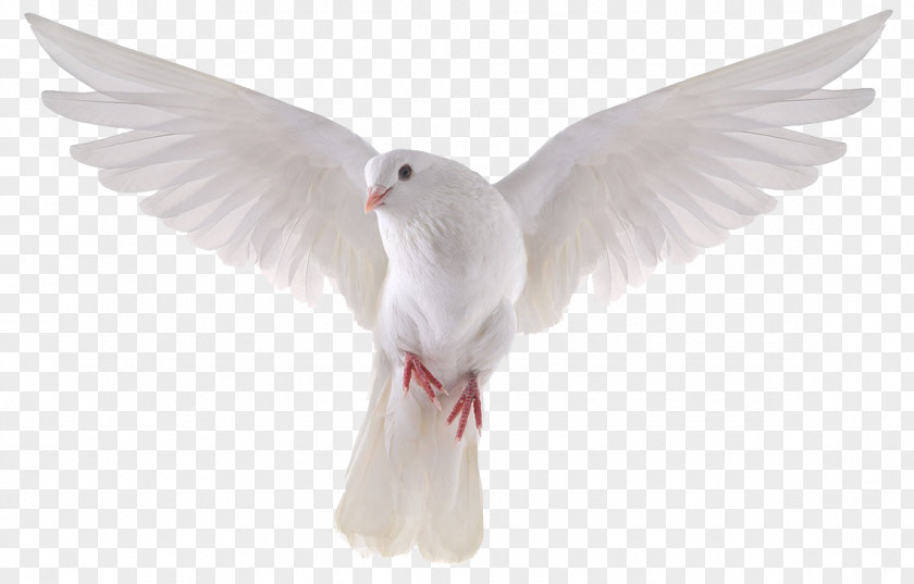Dove Picture Columbidae Domestic Pigeon Bird Stock Photography Royalty-free PNG