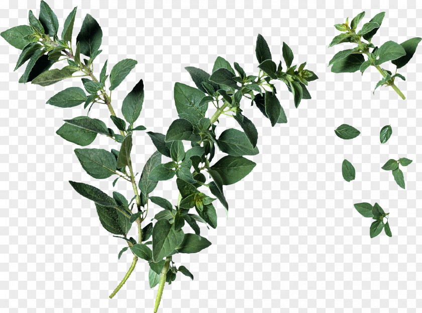 Leaf Oregano Herb Plant Identification PNG