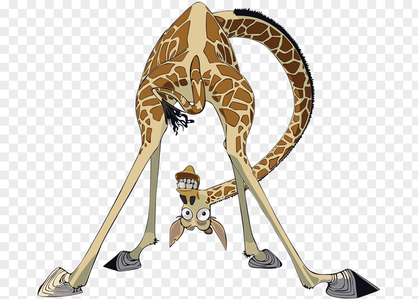 Melman Mort Northern Giraffe Madagascar Drawing PNG