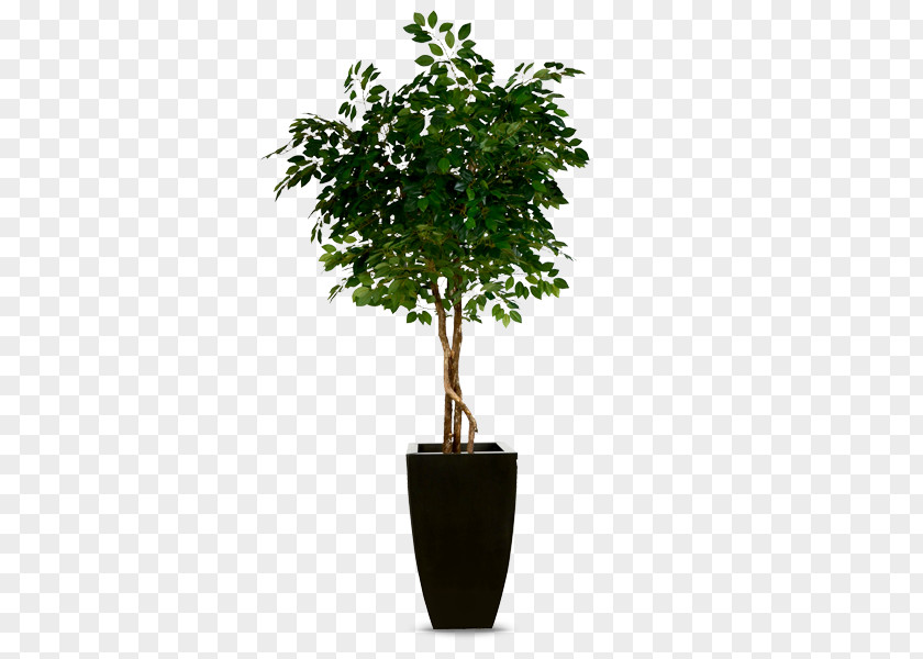 Pot Plant Guiana Chestnut Rubber Fig Tree Fiddle-leaf Houseplant PNG