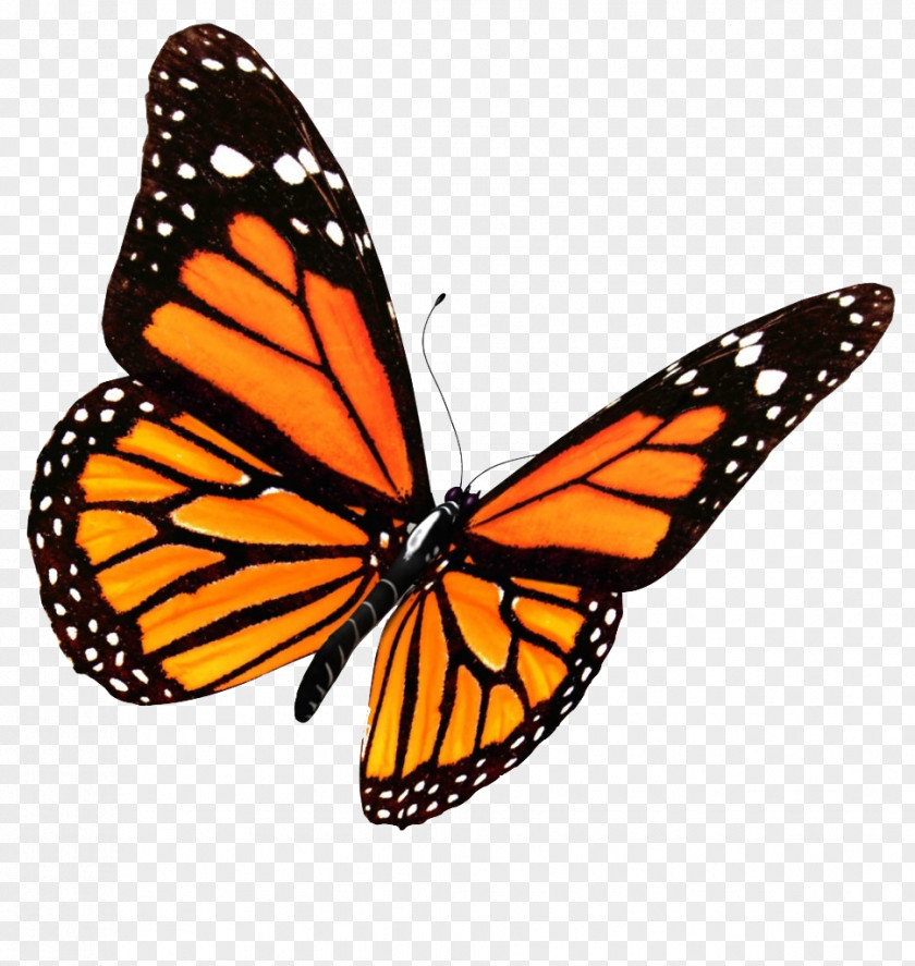 Red Butterfly Monarch House Clip Art PNG