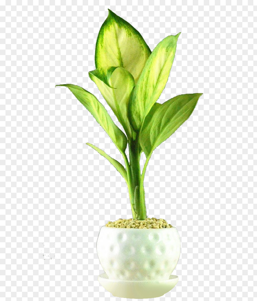 Small Potted Silver Queen Flowerpot Houseplant Bonsai PNG